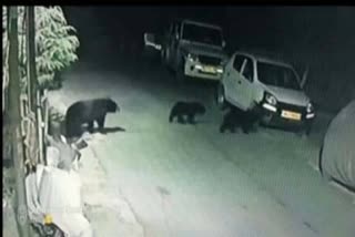 people-of-joshimath-troubled-by-fear-of-bears