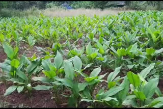 turmeric farming in ratnagiri