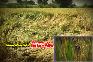 Rice farmers hit by huge losses after crops fail in telangana