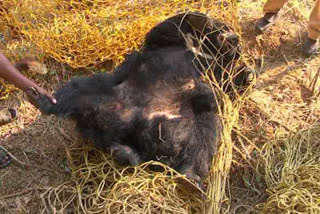 Bear entered village in Hanagal... Rescue by Forest Department