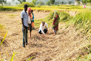 paddy crop fields in ramgarh