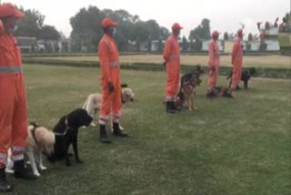 Indian breed dogs are now also being trained by National Disaster Response Force (NDRF)