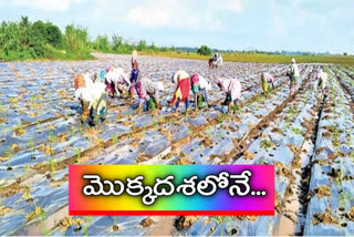 mirchi farmers problems in khammam district