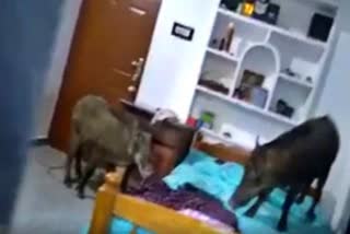 Wild boars rush inside a house at Kozhikode district