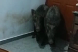 Wild boars rush inside house in Kerala