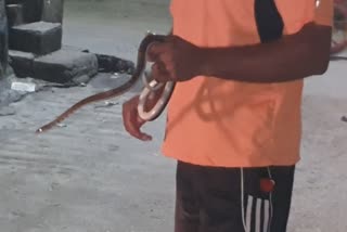 trinket snake