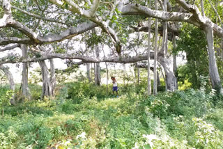 family didnt divided their land for a banyan tree