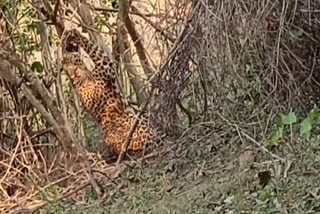 Leopard trapped in fencing wire