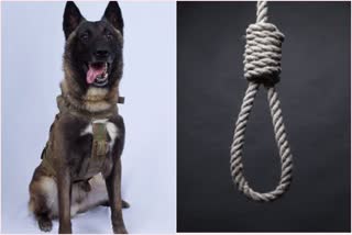 Death of a dog, sad owner hangs himself to death