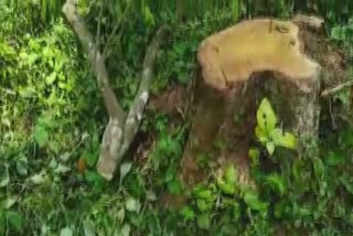 cut down sandalwood tree  ചന്ദനമരം മുറിച്ചു കടത്തൽ  കണ്ണൂർ  sandalwood tree from congress leader's house