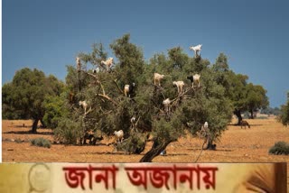 goats-climb-trees-in-morocco