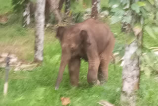 Elephant calf missed from mother