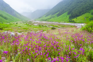 valley of flowers