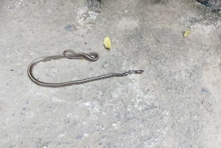 egg-eater-snake-was-found-in-madhya-pradesh