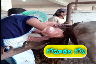 Cow eats plastic died one cow in sangareddy