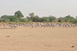 pokaran news, Migratory bird Kurjan, Kurjan arriving at Ramdevra