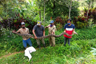 Detection and protection of large pythons in a coffee plantation