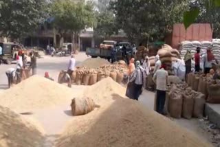 Purchase of Millet and paddy at MSP in Palwal market