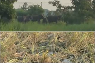 Locals demand protection of livelihoods from elephant poaching