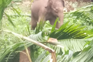 Baby elephant strays into farm: Destroyed crops