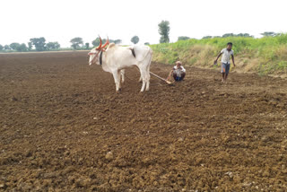 re-sowing-work-in-vijayapura