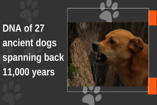 american study of dogs ,research team studied dog DNA dating as far back as 11,000 years ago