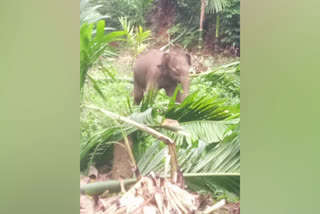 ഭക്ഷണം തേടിയിറങ്ങിയ ആനക്കുട്ടി വഴിതെറ്റി കൃഷിയിടത്തിൽ  ആനക്കുട്ടി വഴിതെറ്റി കൃഷിയിടത്തിൽ കർഷകർക്ക് വലിയ നഷ്‌ടം  ആനക്കുട്ടി വഴിതെറ്റി കൃഷിയിടത്തിൽ  ബെംഗളുരുവിൽ ആനക്കുട്ടി വഴിതെറ്റി കൃഷിയിടത്തിൽ  ബെൽത്തങ്ങടിക്കടുത്തെ കാദിരുദ്യവര  Wild elephant calf strays into farm  Wild elephant calf destroys crops  Wild elephant calf is in a farm