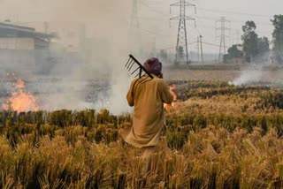 Punjab witnesses decline in stubble burning area this year says Chief Secretary Vini Mahajan