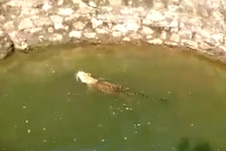 forest department rescued after five hours a leopard fell into a well in search of food at nashik