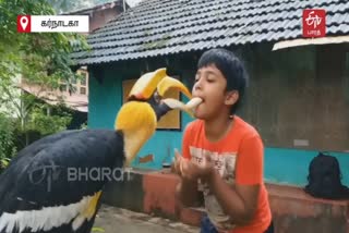 This Great Indian Hornbill Bird is a part of a human family  Hornbill Bird  Hornbill Bird human family  குடும்பத்தில் குழந்தையான மலைக் குருவி  ஹார்ன்பில்  இருவாச்சி குருவி