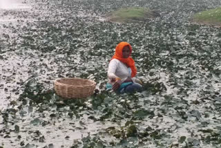 सिंघाड़े की खेती में नुकसान, water chestnut farming loss