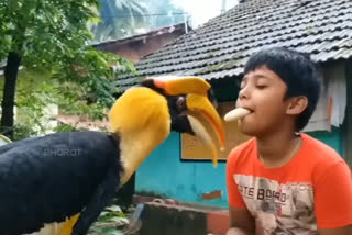 a hornbill bird made beautiful relationship with shetty family in karnataka