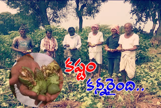 cotton farmers in loss due to heavy rains and insects in khammam district