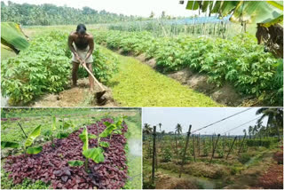 പച്ചക്കറിക്ക് താങ്ങുവില പ്രഖ്യാപിച്ചു  കർഷകർക്ക് ആശ്വാസമായി പച്ചക്കറിക്ക് താങ്ങുവില  പച്ചക്കറിക്ക് താങ്ങുവില നിശ്ചയിച്ചു  പച്ചക്കറിക്ക് താങ്ങുവില ഇന്ന് മുതൽ നിലവിൽ വരും  minimum support price for vegetables fixed  minimum support price for vegetables  india's first state fixes vegetables MSP  MSP for vegetables