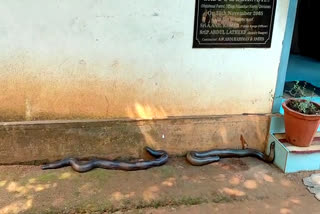 മലപ്പുറം  forest officials  western blind snake  malappuram  ഇരുതലമൂരികൾ  വനംവകുപ്പ് അധികൃതർ  ഇരുതലമൂരികളെ പിടികൂടി  വനംവകുപ്പ് അധികൃതർ  രഹസ്യമായി സൂക്ഷിച്ച  kept secret