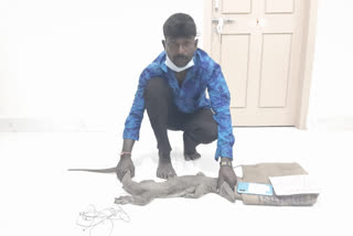 Man arrested for trying to sell Bengal monitor In Mysore