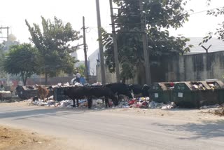 Illegal dumping station constructed outside the HPGCL thermal colony in Yamunanagar