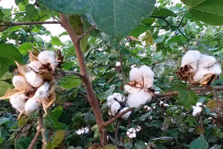 cotton crop loss due to pink bondali in amravati