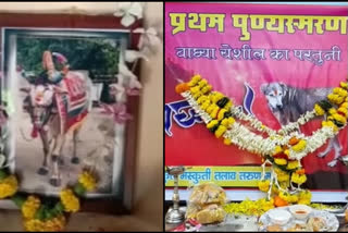 Residents perform bull's funeral, observe stray dog's death anniversary