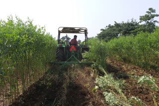 returning rain crisis on farmers in tiwsa amravati