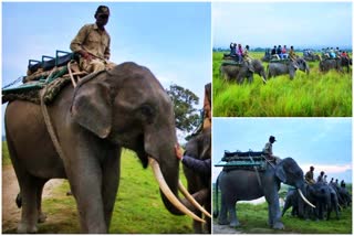 Kaziranga National Park Assam