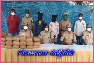 54 kgs ganja seized at mulugu district and two people arrested