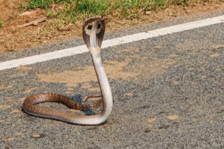 snake-stand-in-malemahadeswara-road-centre-news