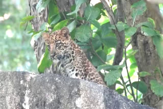 leopard-cub-seen-in-pench-tiger-reserve