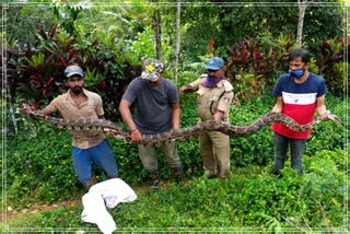 Huge python found in the coffee plantation at Chikkamagaluru in Karnataka