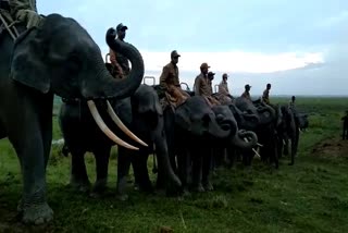 Open elephant safari in Kaziranga