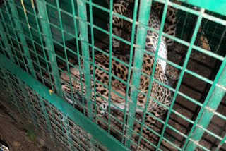 leopard captured in Tumkur district