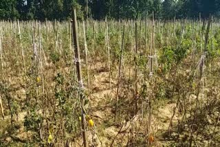 tomato crop destroyed in hazaribag