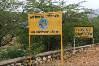 Alwar News, Sariska Tiger Reserve, सरिस्का के बाघ