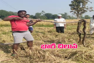 Three metres long python in kamareddy